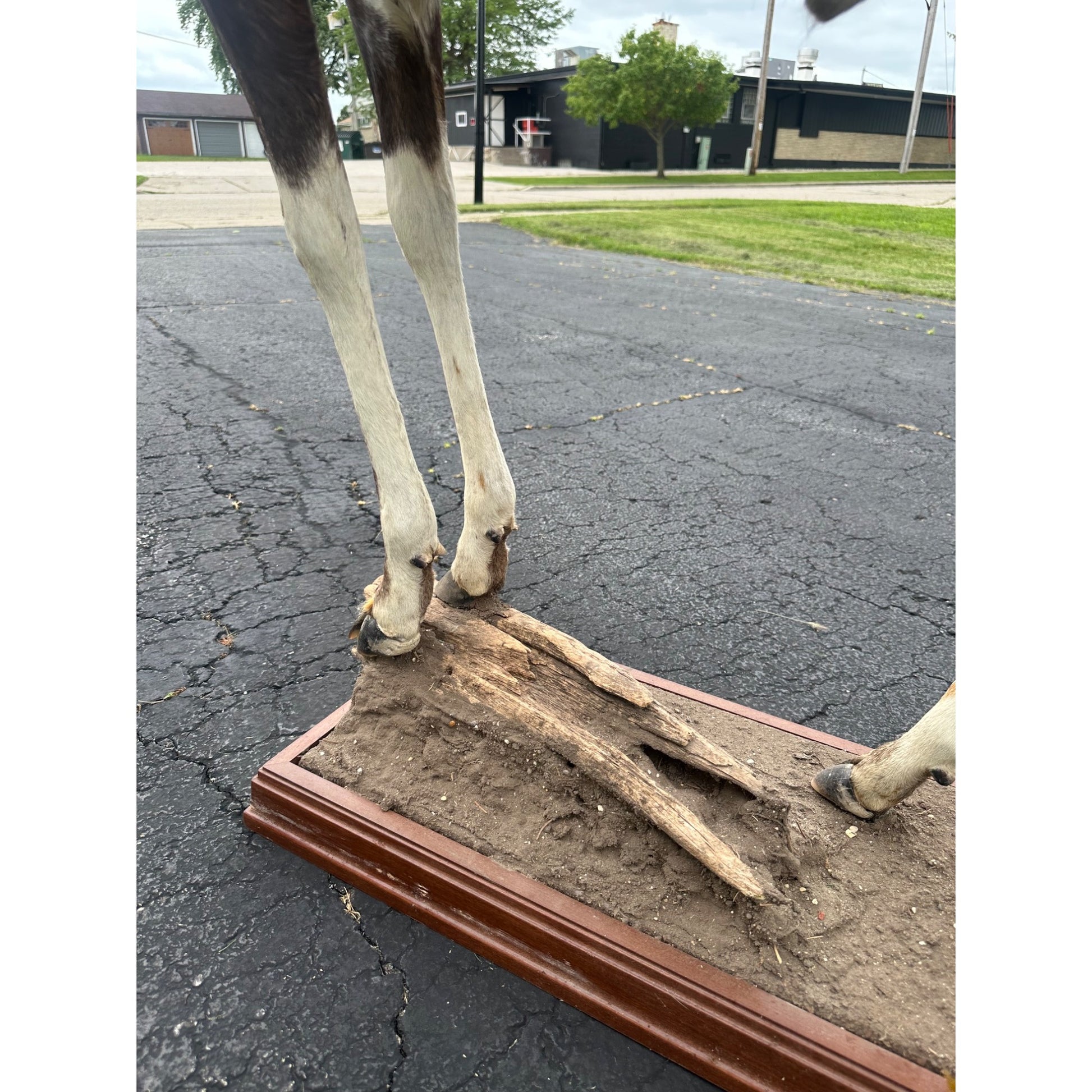 Original African Blesbok Full Standing Taxidermy Mount Blesbuck Antelope