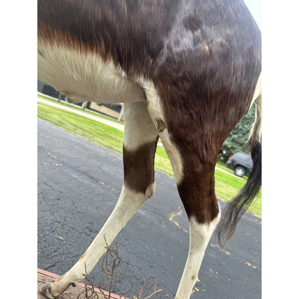 Original African Blesbok Full Standing Taxidermy Mount Blesbuck Antelope