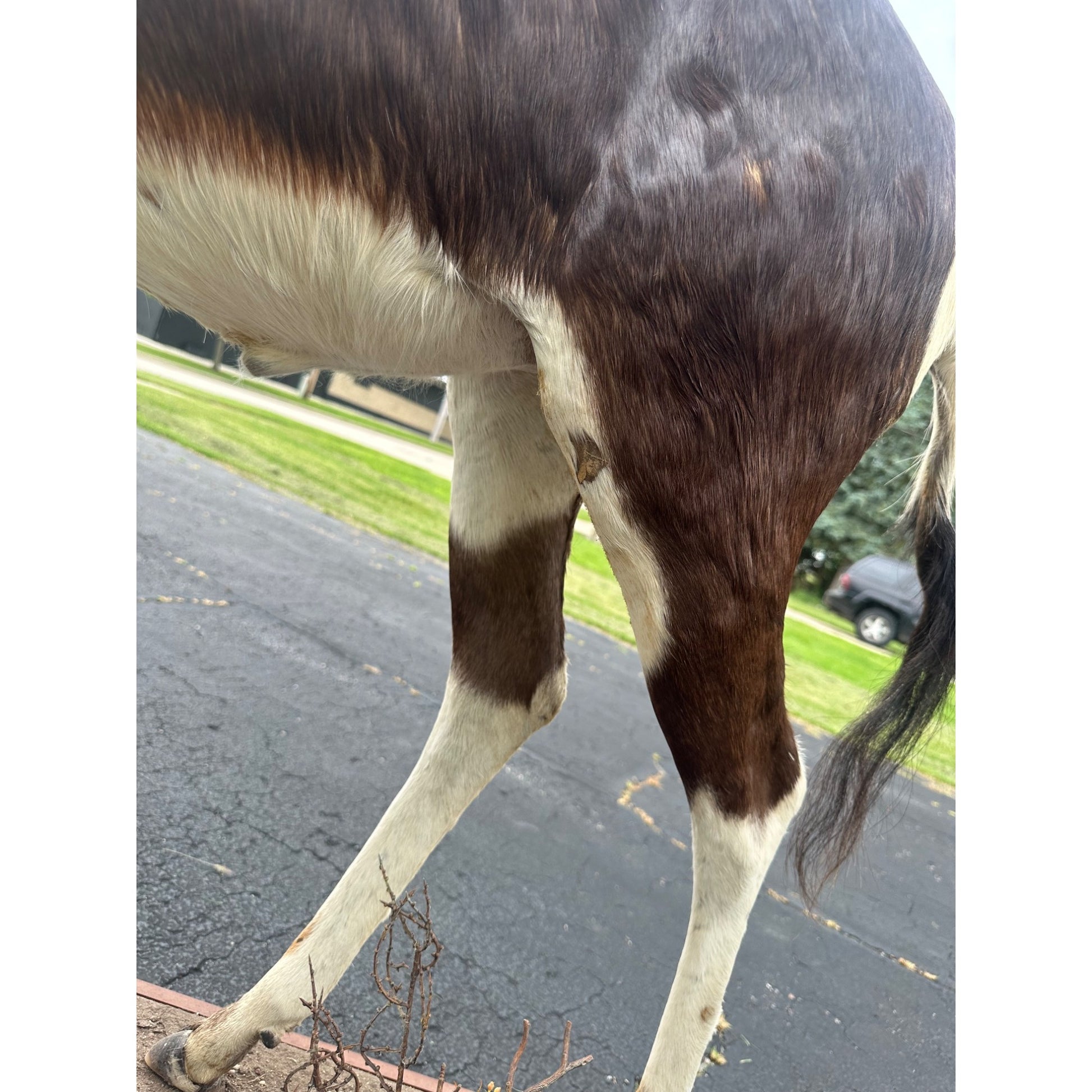 Original African Blesbok Full Standing Taxidermy Mount Blesbuck Antelope