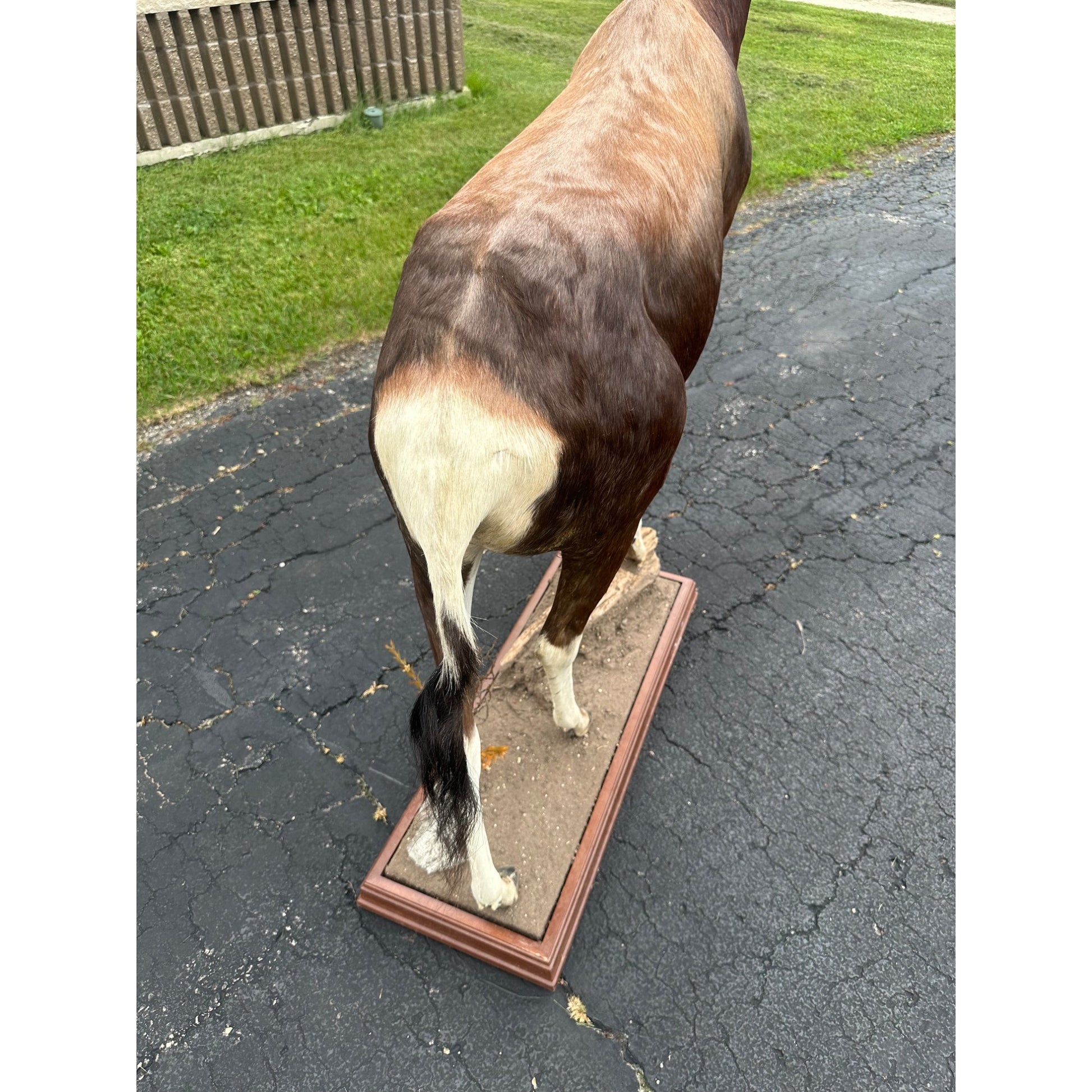 Original African Blesbok Full Standing Taxidermy Mount Blesbuck Antelope