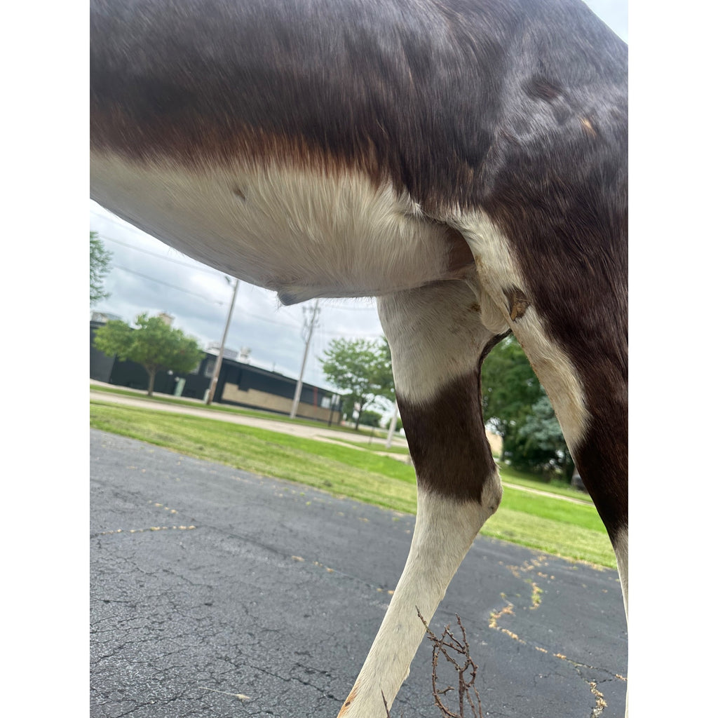 Original African Blesbok Full Standing Taxidermy Mount Blesbuck Antelope
