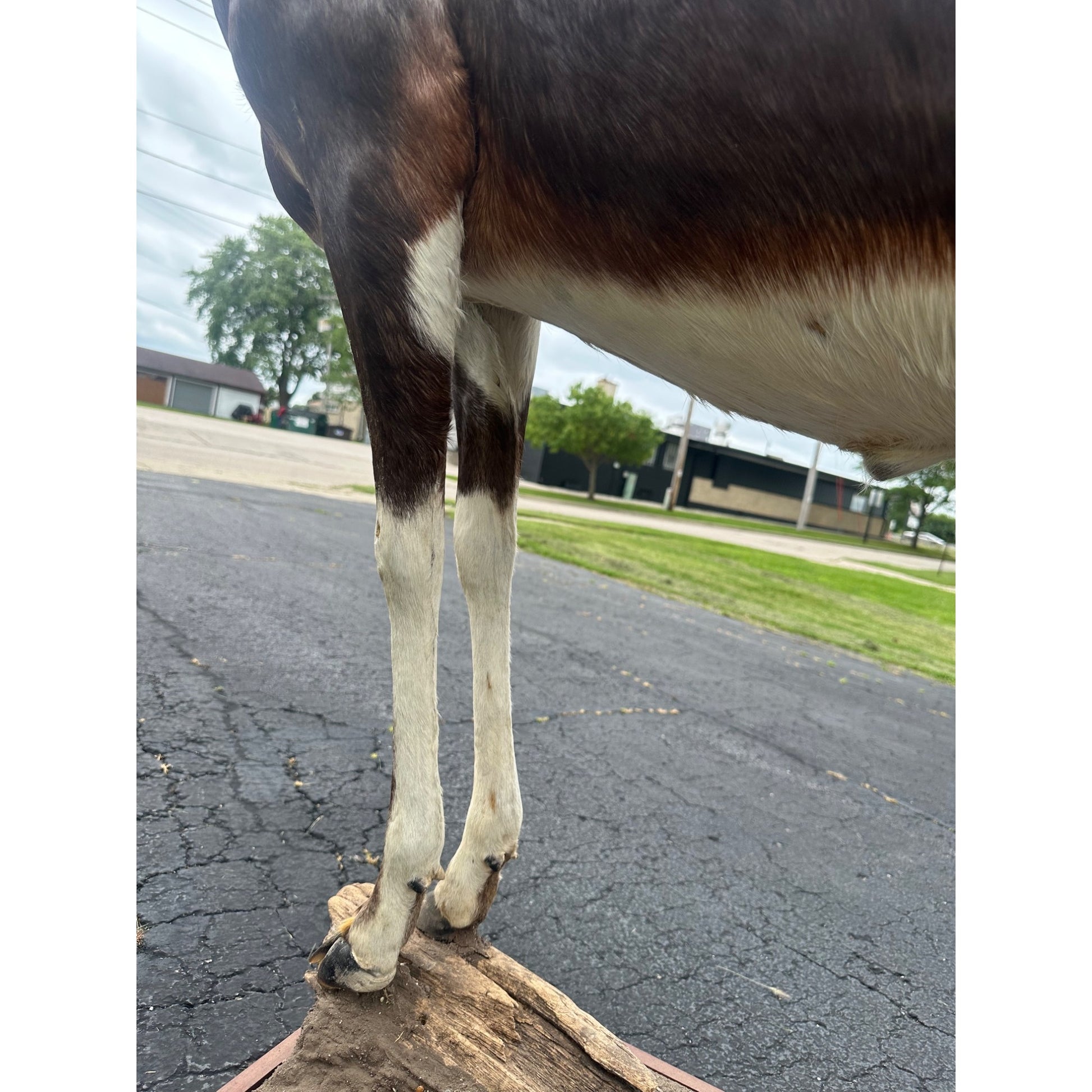Original African Blesbok Full Standing Taxidermy Mount Blesbuck Antelope
