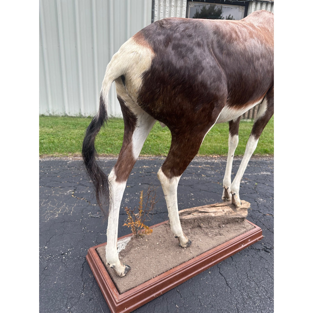 Original African Blesbok Full Standing Taxidermy Mount Blesbuck Antelope