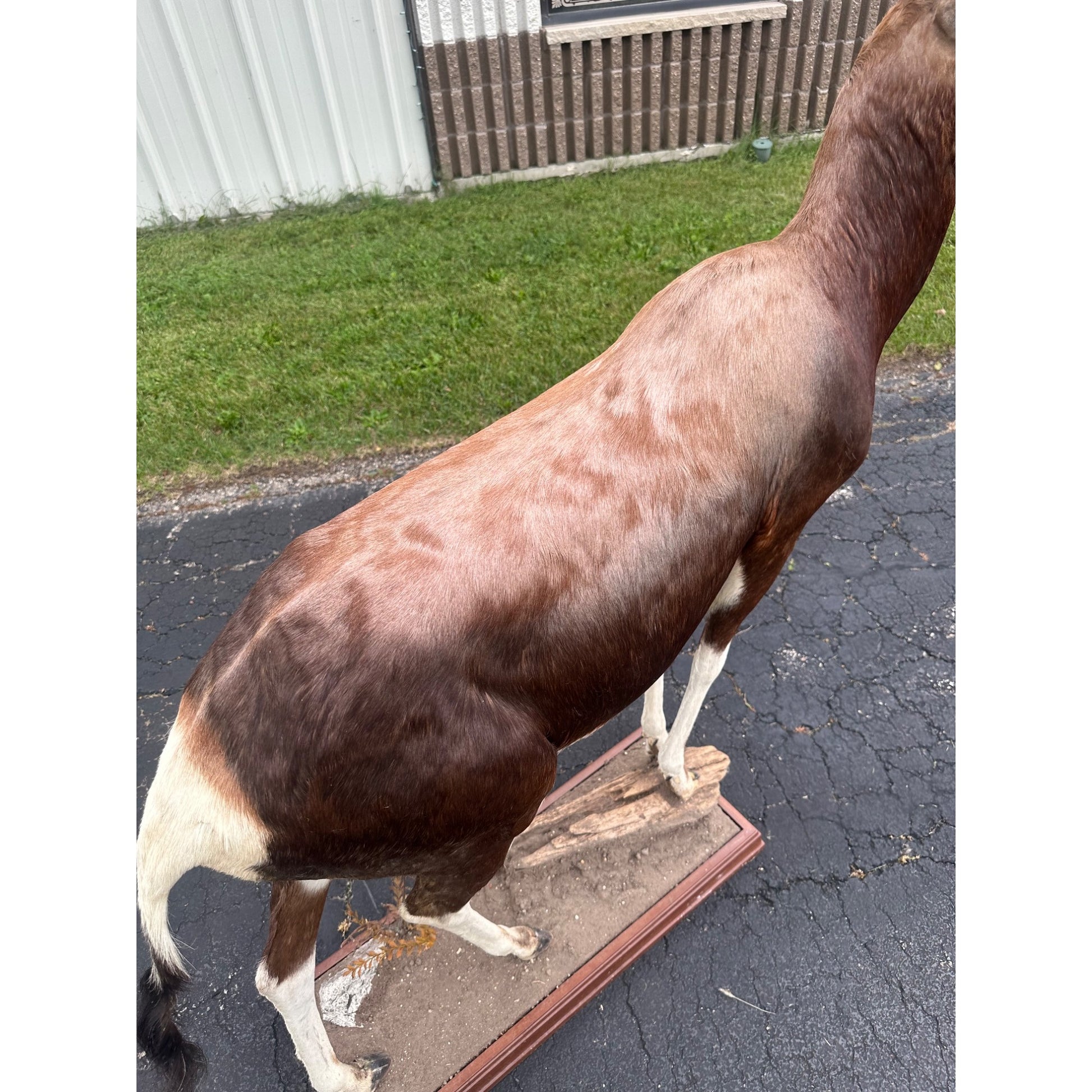Original African Blesbok Full Standing Taxidermy Mount Blesbuck Antelope