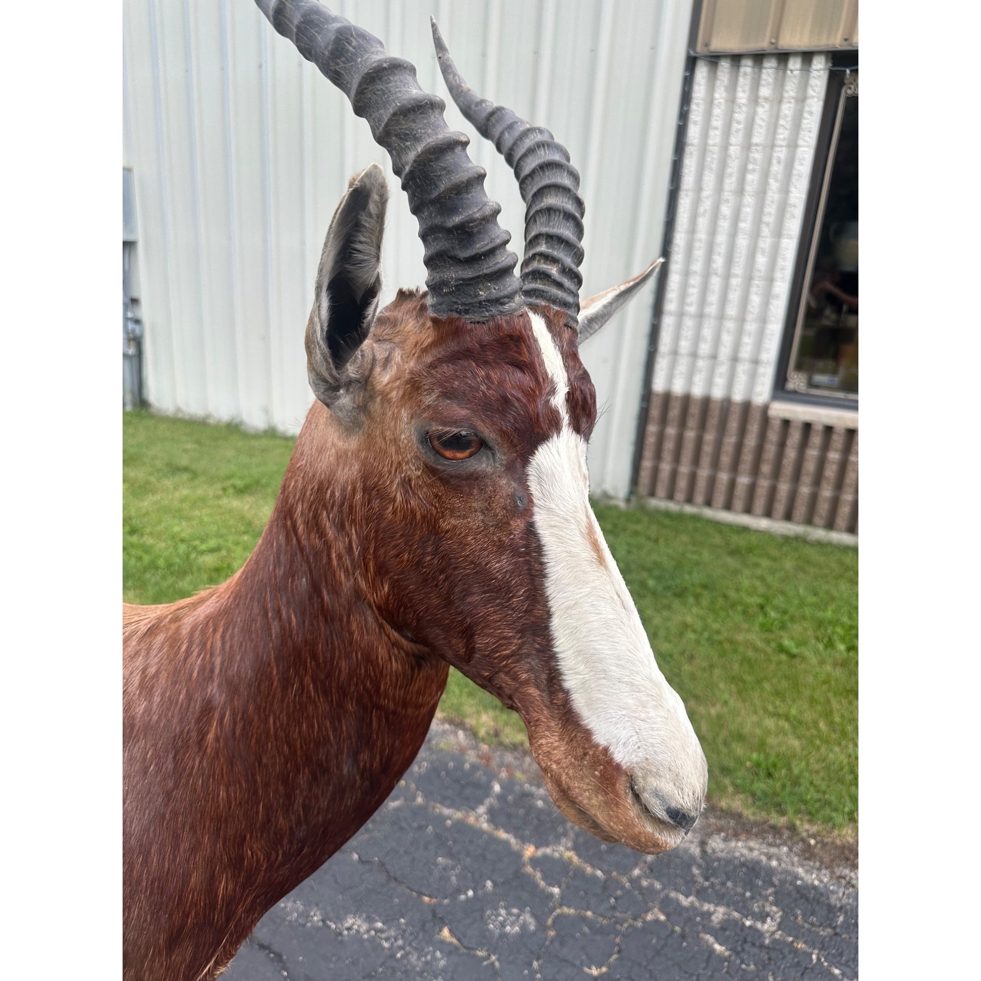 Original African Blesbok Full Standing Taxidermy Mount Blesbuck Antelope