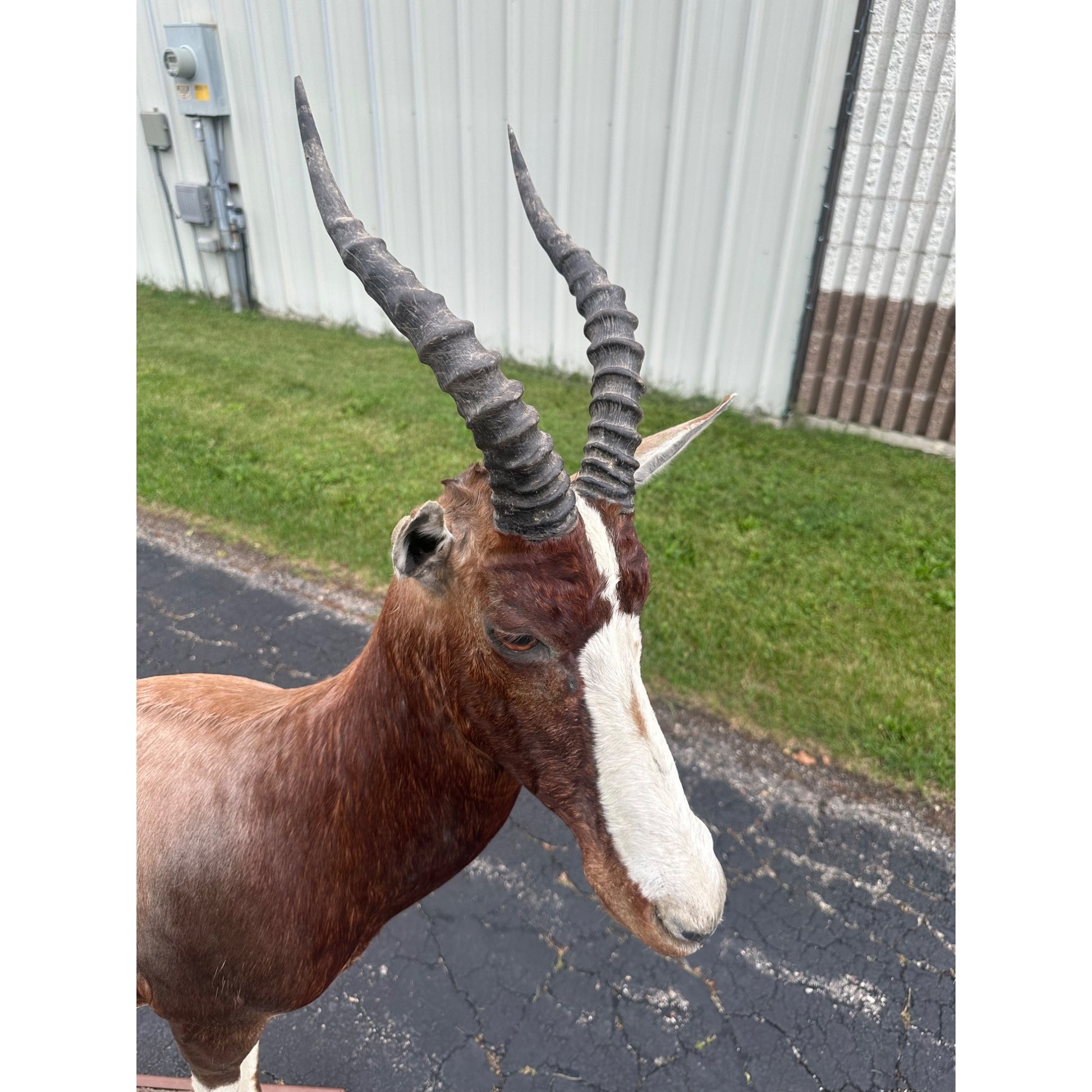 Original African Blesbok Full Standing Taxidermy Mount Blesbuck Antelope
