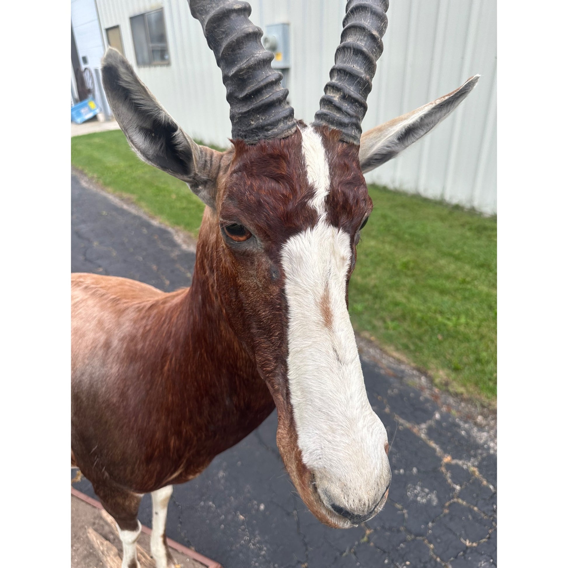 Original African Blesbok Full Standing Taxidermy Mount Blesbuck Antelope