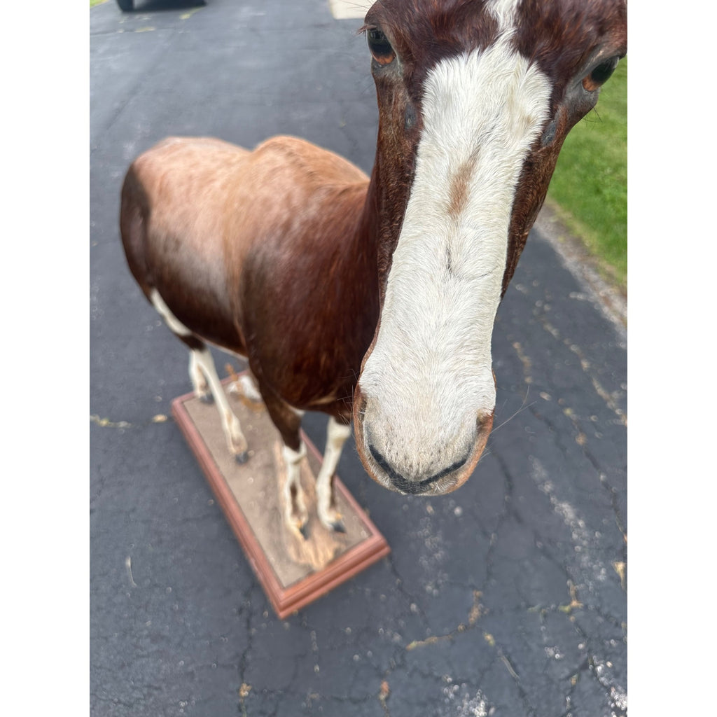 Original African Blesbok Full Standing Taxidermy Mount Blesbuck Antelope
