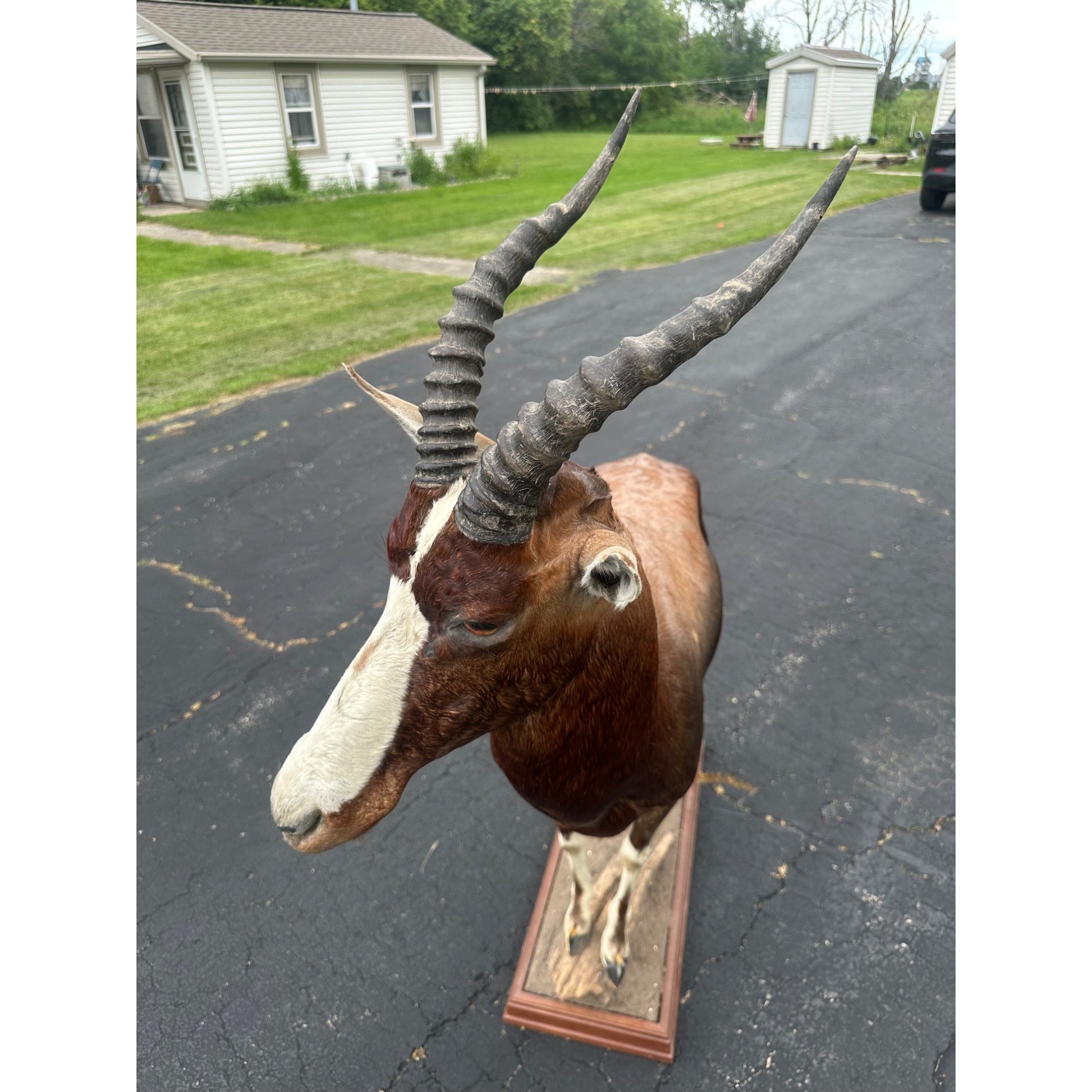 Original African Blesbok Full Standing Taxidermy Mount Blesbuck Antelope