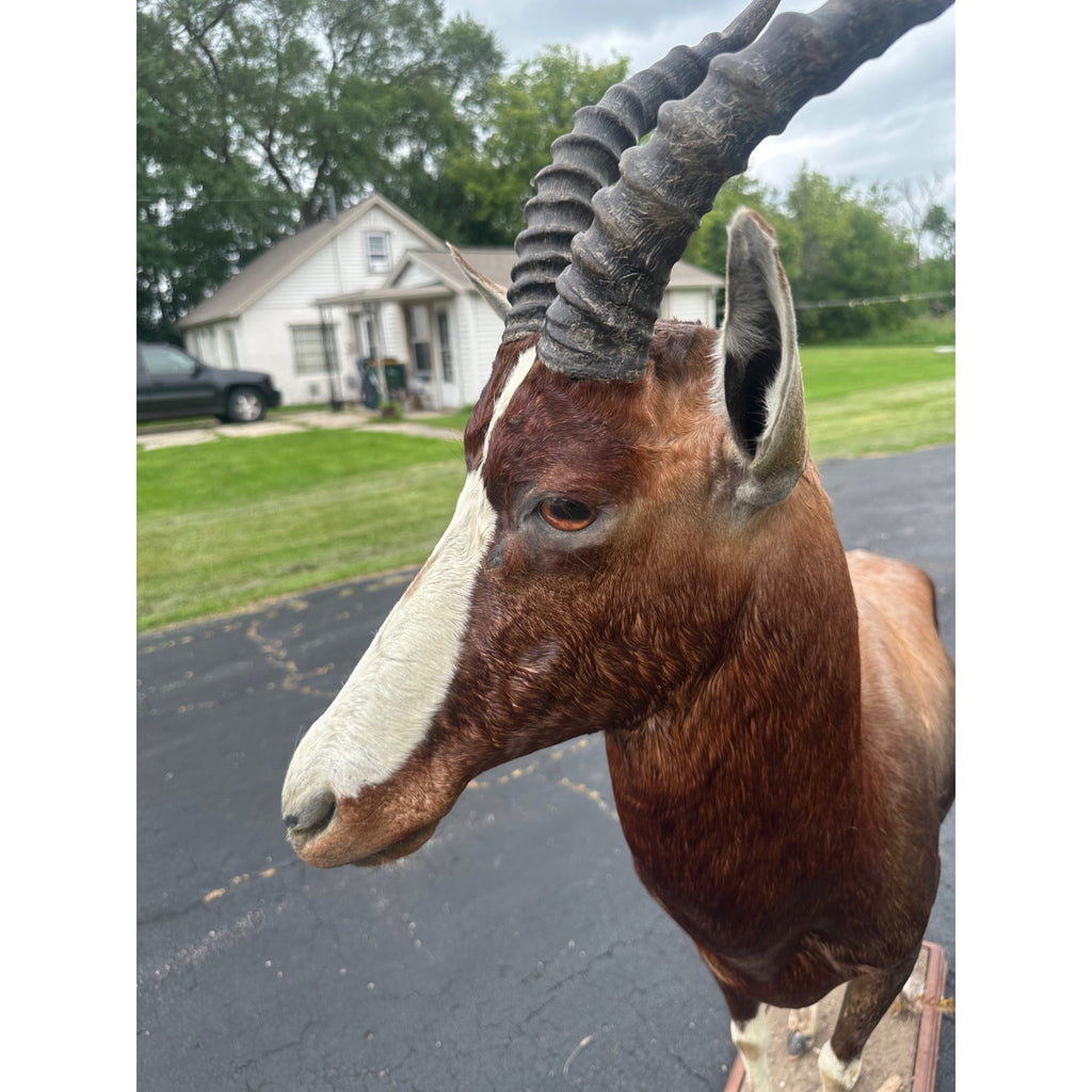 Original African Blesbok Full Standing Taxidermy Mount Blesbuck Antelope