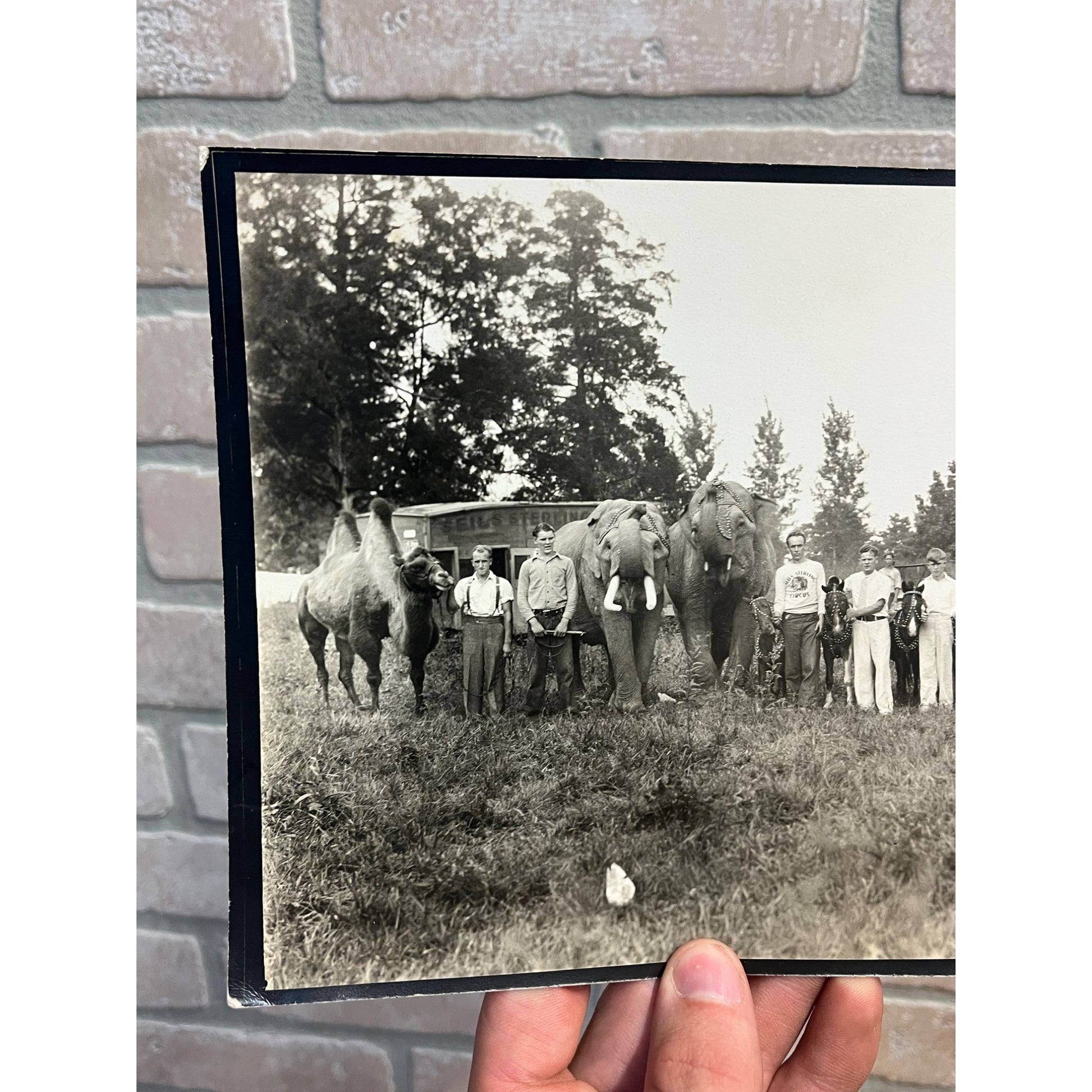 Vintage Early 1900s Photos of Seils Sterling Travelling Circus Marshall, IL