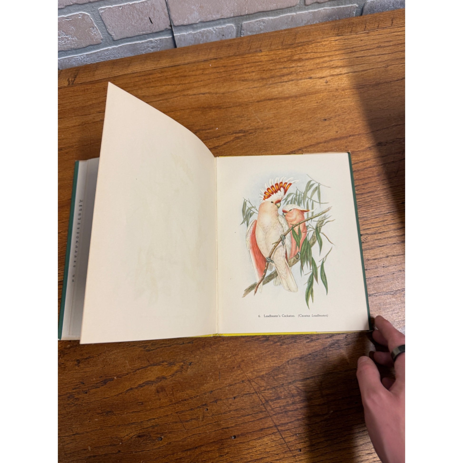 Tropical Birds Plates/pix by John Gould Sacheverell Sitwell Batsford Colour 1948