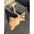 Caribou Mount Taxidermy Shoulder Mount Hunting Cabin Wall Decor