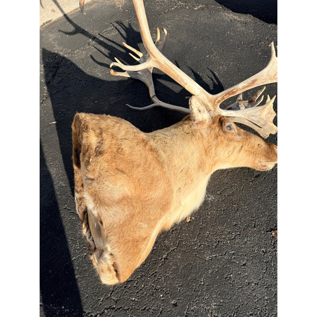 Caribou Mount Taxidermy Shoulder Mount Hunting Cabin Wall Decor