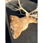 Caribou Mount Taxidermy Shoulder Mount Hunting Cabin Wall Decor