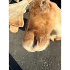 Caribou Mount Taxidermy Shoulder Mount Hunting Cabin Wall Decor