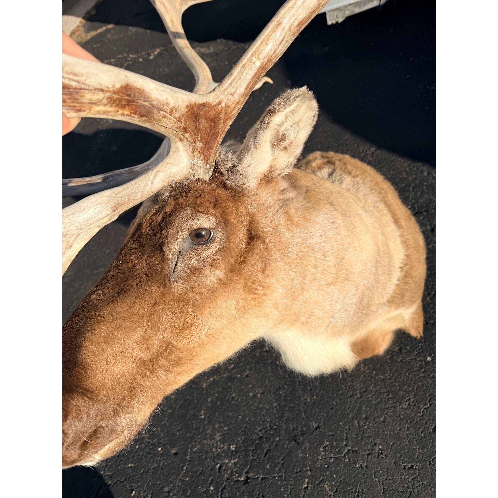 Caribou Mount Taxidermy Shoulder Mount Hunting Cabin Wall Decor