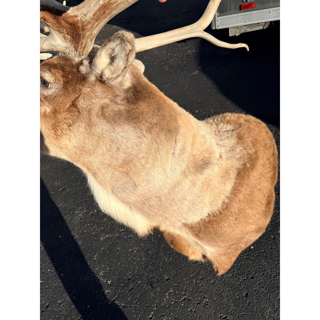 Caribou Mount Taxidermy Shoulder Mount Hunting Cabin Wall Decor