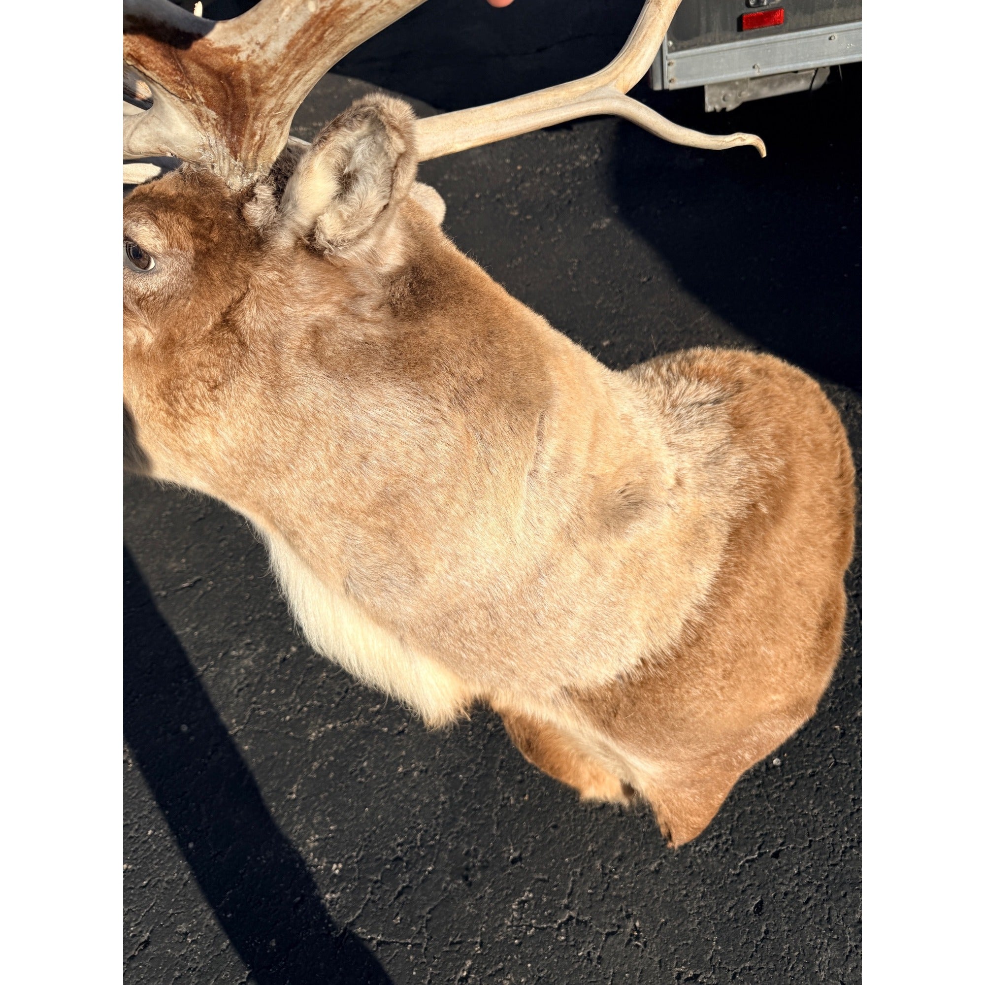 Caribou Mount Taxidermy Shoulder Mount Hunting Cabin Wall Decor