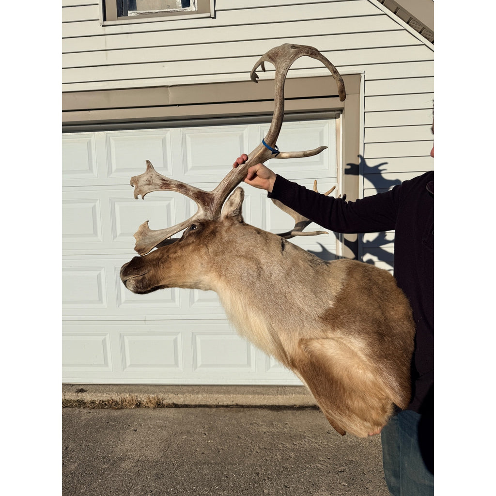 Caribou Mount Taxidermy Shoulder Mount Hunting Cabin Wall Decor