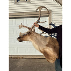 Caribou Mount Taxidermy Shoulder Mount Hunting Cabin Wall Decor