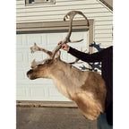 Caribou Mount Taxidermy Shoulder Mount Hunting Cabin Wall Decor