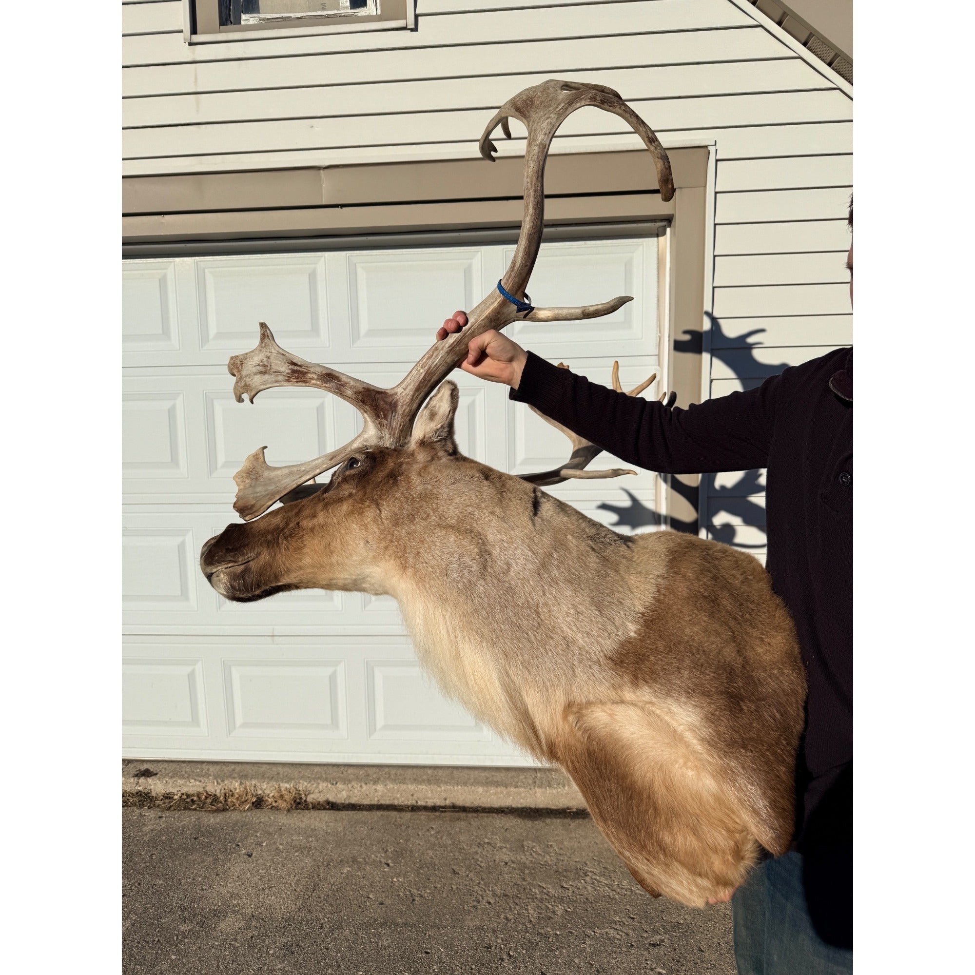 Caribou Mount Taxidermy Shoulder Mount Hunting Cabin Wall Decor