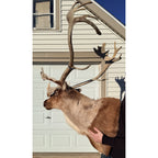 Caribou Mount Taxidermy Shoulder Mount Hunting Cabin Wall Decor