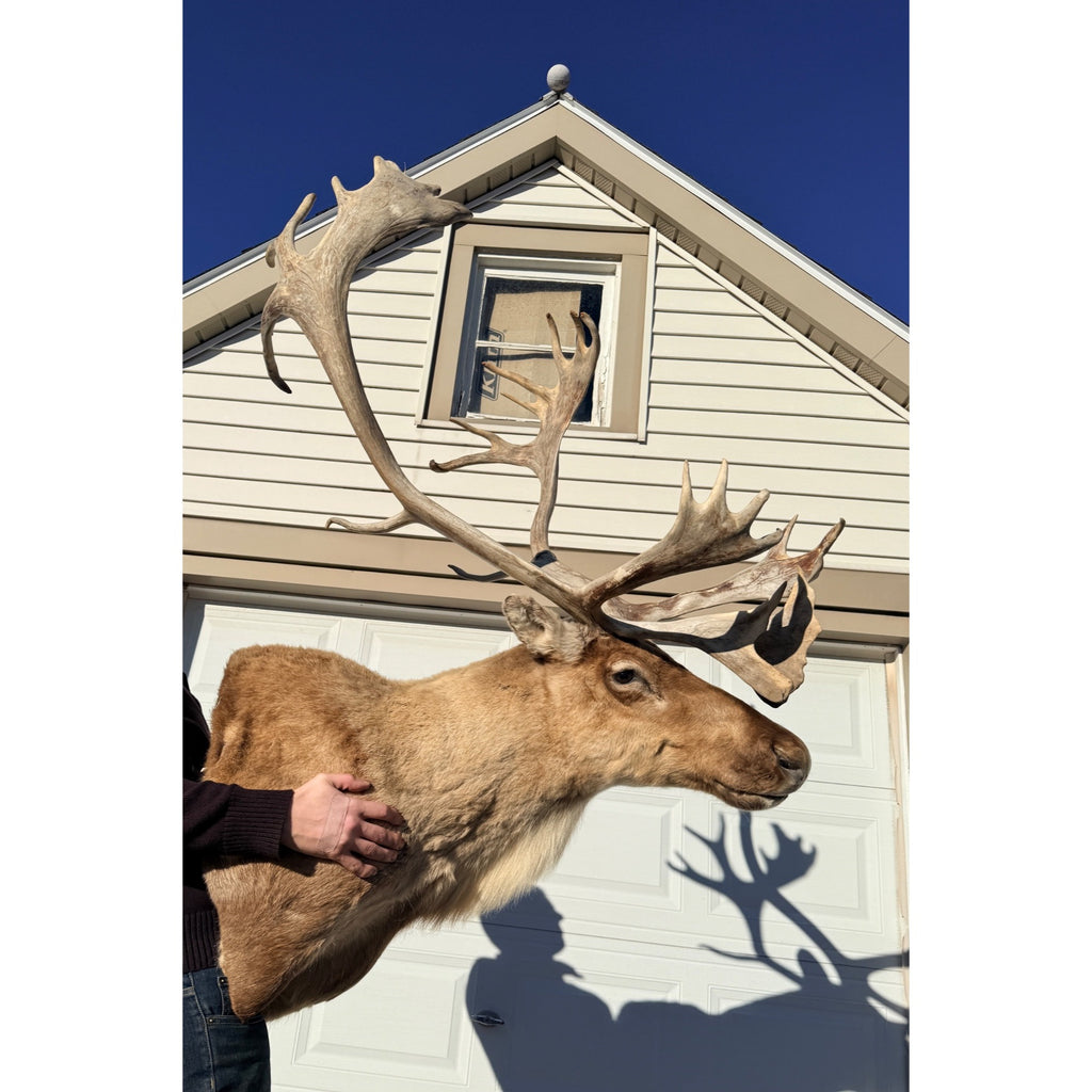 Caribou Mount Taxidermy Shoulder Mount Hunting Cabin Wall Decor