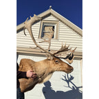Caribou Mount Taxidermy Shoulder Mount Hunting Cabin Wall Decor