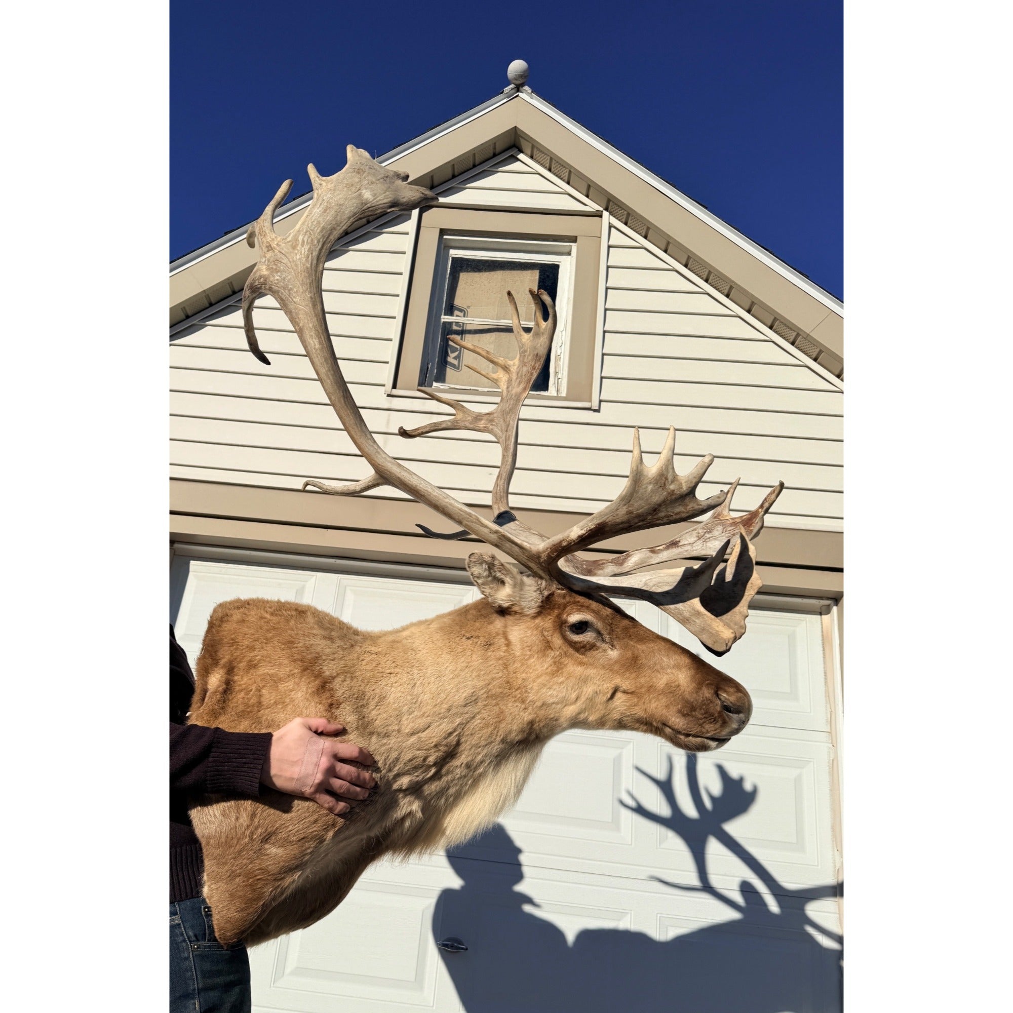 Caribou Mount Taxidermy Shoulder Mount Hunting Cabin Wall Decor