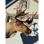 Caribou Mount Taxidermy Shoulder Mount Hunting Cabin Wall Decor