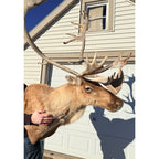 Caribou Mount Taxidermy Shoulder Mount Hunting Cabin Wall Decor