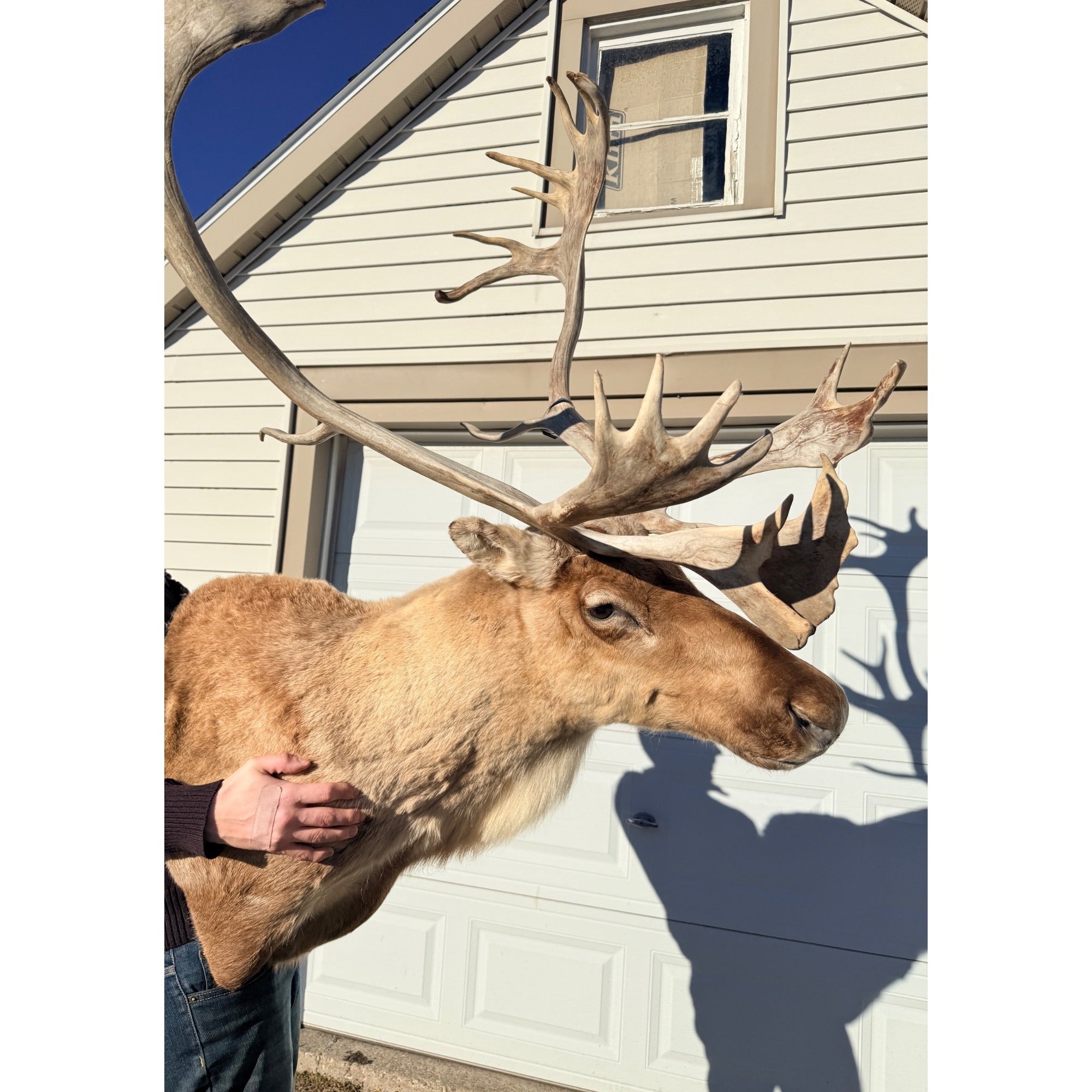 Caribou Mount Taxidermy Shoulder Mount Hunting Cabin Wall Decor