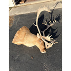 Caribou Mount Taxidermy Shoulder Mount Hunting Cabin Wall Decor