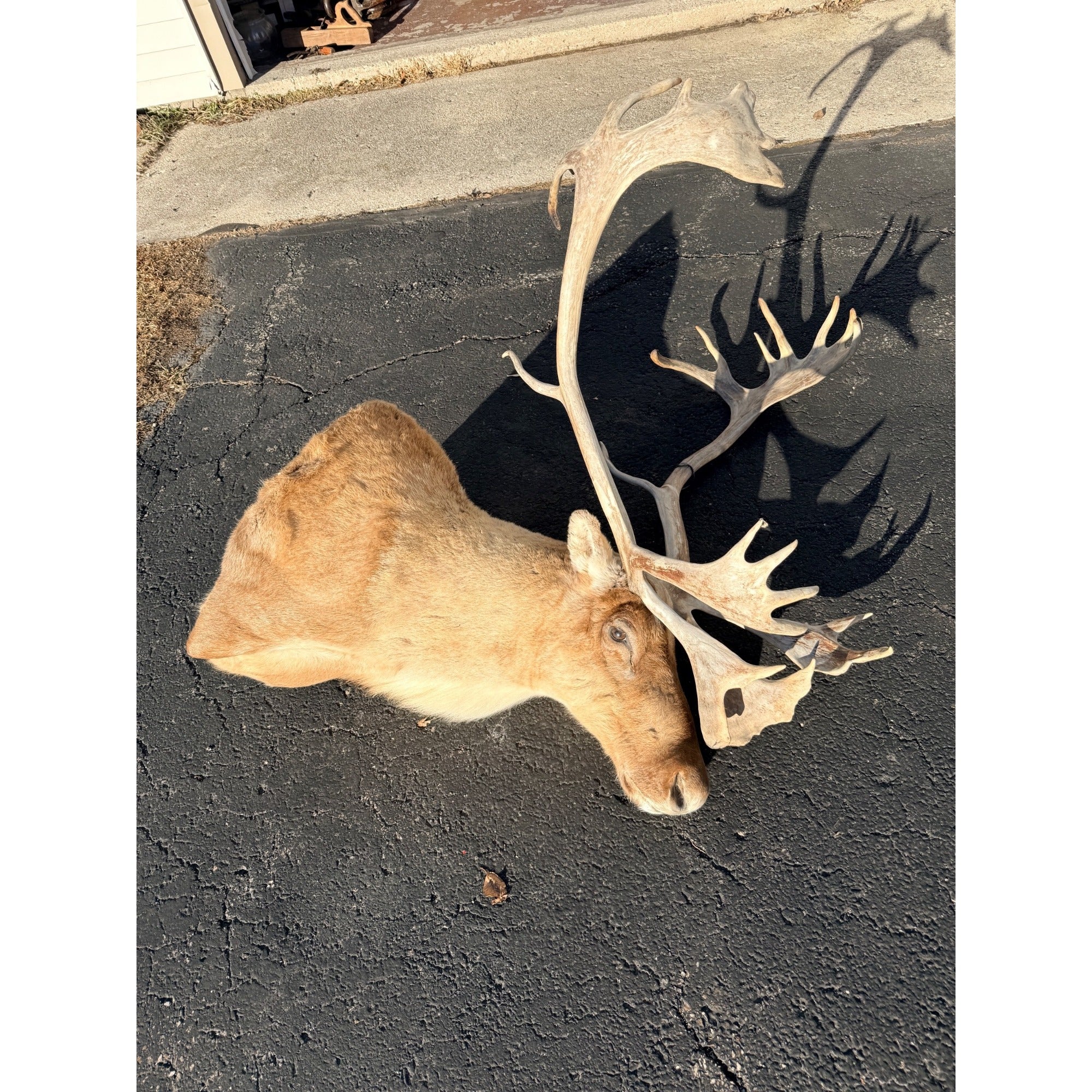 Caribou Mount Taxidermy Shoulder Mount Hunting Cabin Wall Decor