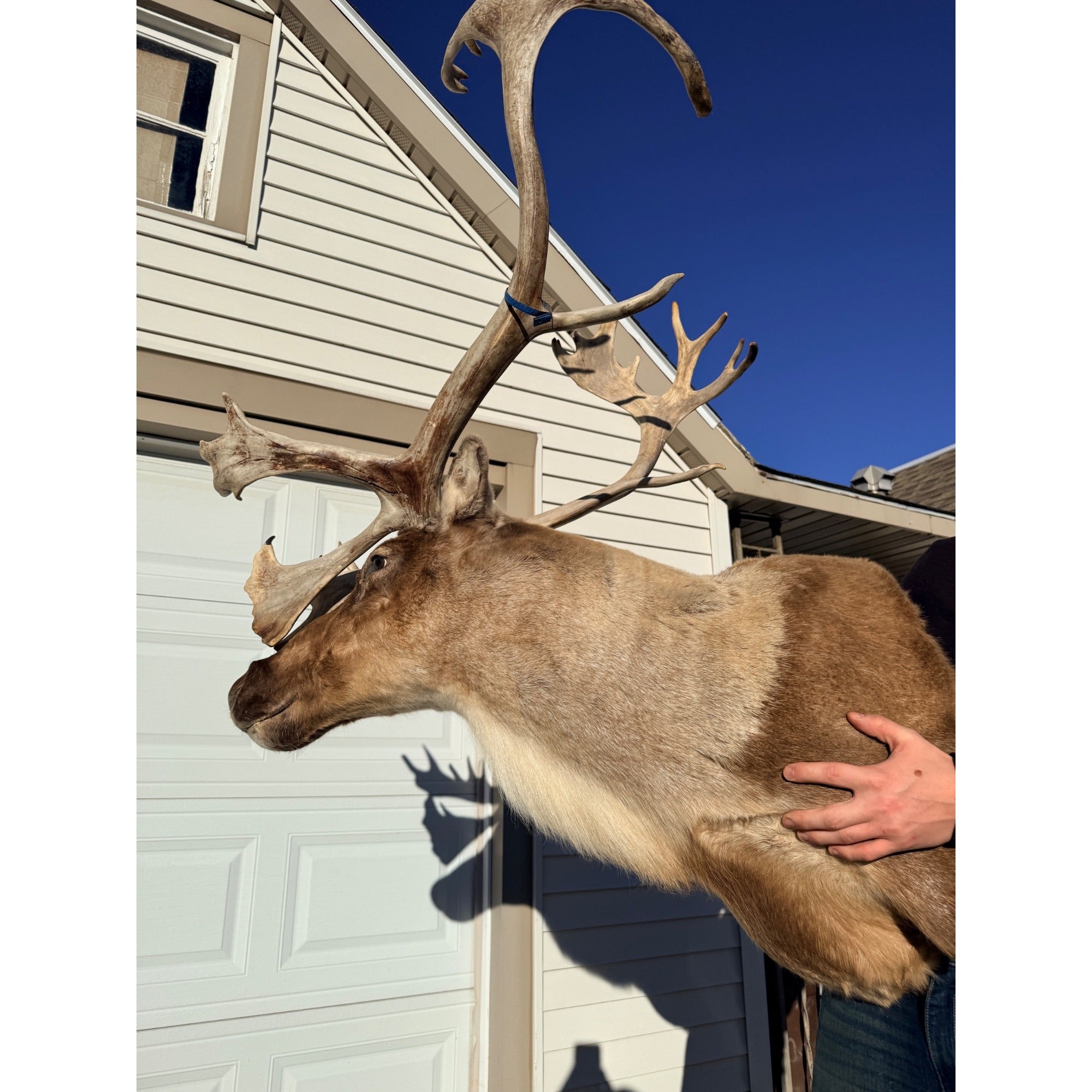 Caribou Mount Taxidermy Shoulder Mount Hunting Cabin Wall Decor