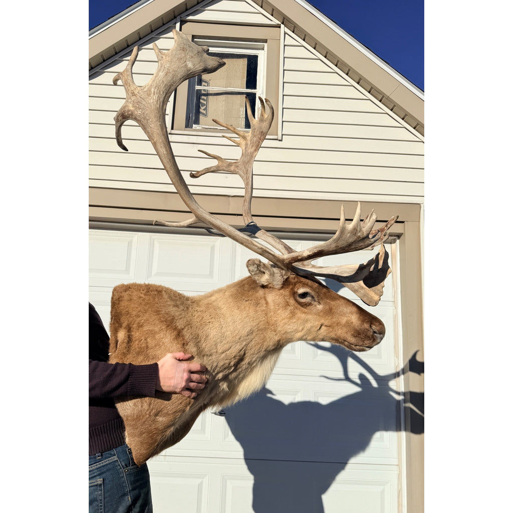 Caribou Mount Taxidermy Shoulder Mount Hunting Cabin Wall Decor