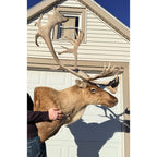 Caribou Mount Taxidermy Shoulder Mount Hunting Cabin Wall Decor