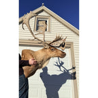 Caribou Mount Taxidermy Shoulder Mount Hunting Cabin Wall Decor