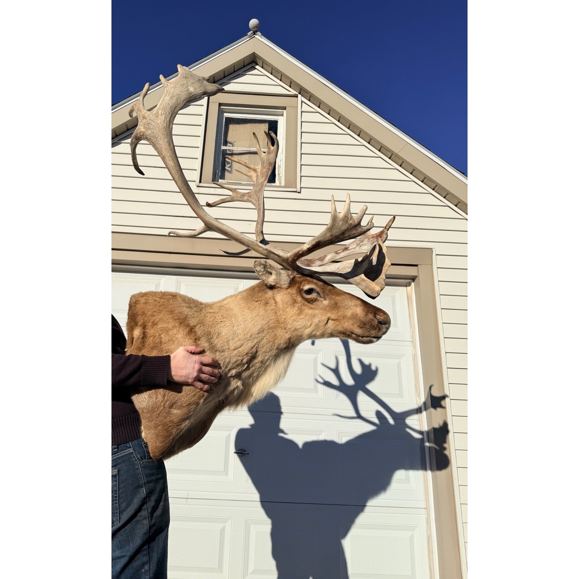Caribou Mount Taxidermy Shoulder Mount Hunting Cabin Wall Decor