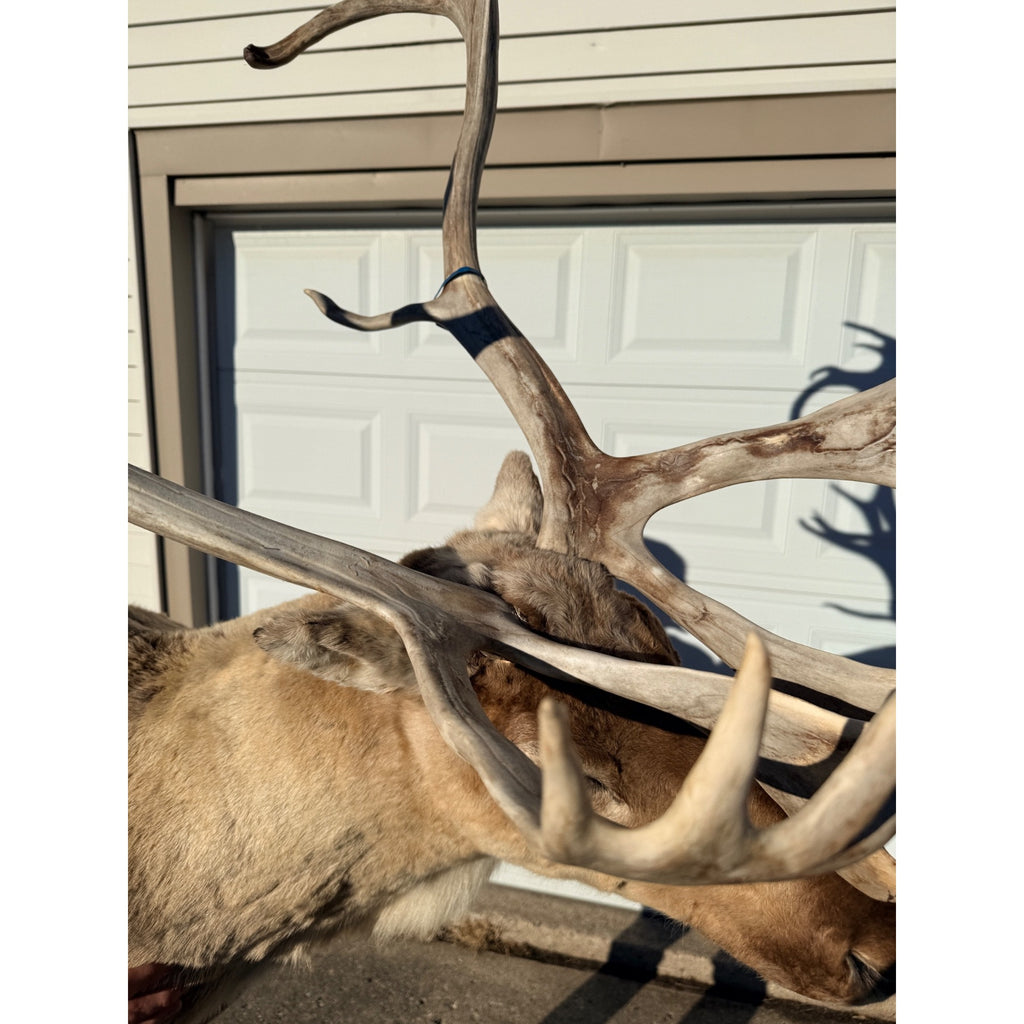 Caribou Mount Taxidermy Shoulder Mount Hunting Cabin Wall Decor
