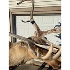 Caribou Mount Taxidermy Shoulder Mount Hunting Cabin Wall Decor