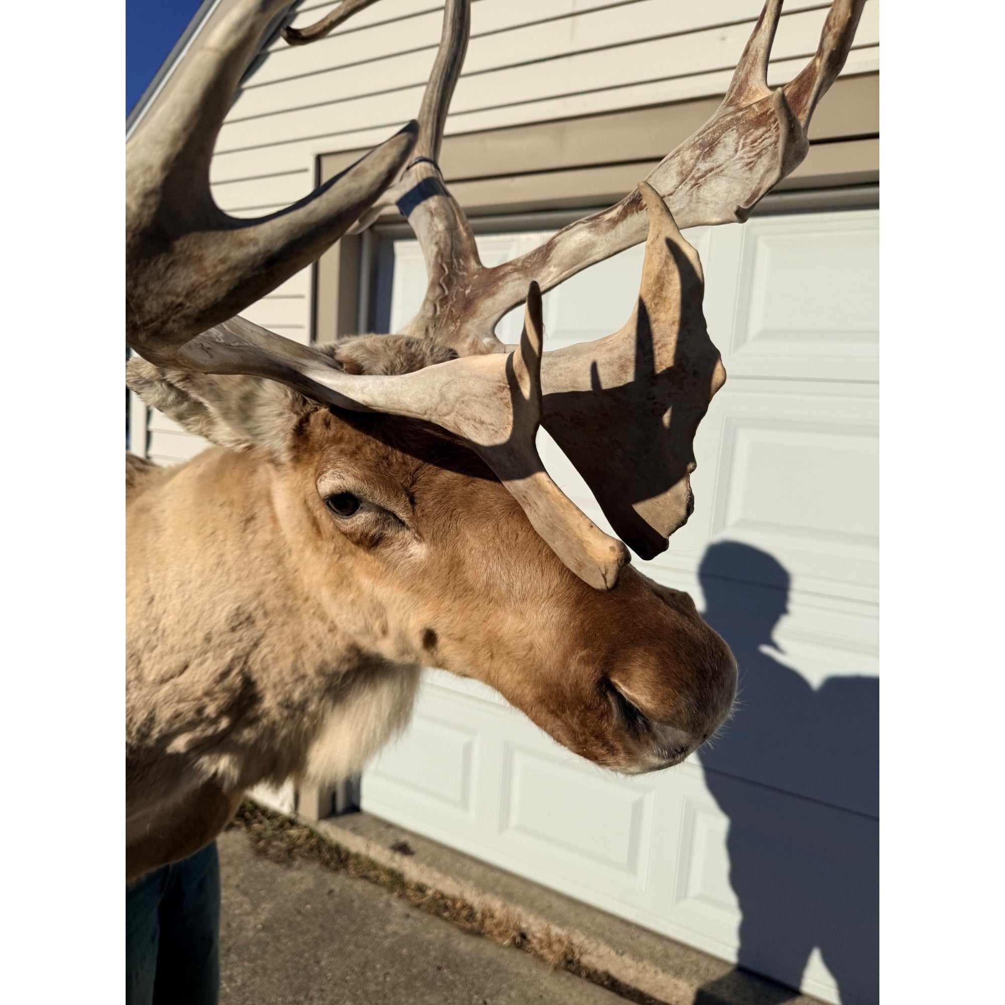 Caribou Mount Taxidermy Shoulder Mount Hunting Cabin Wall Decor