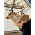 Caribou Mount Taxidermy Shoulder Mount Hunting Cabin Wall Decor
