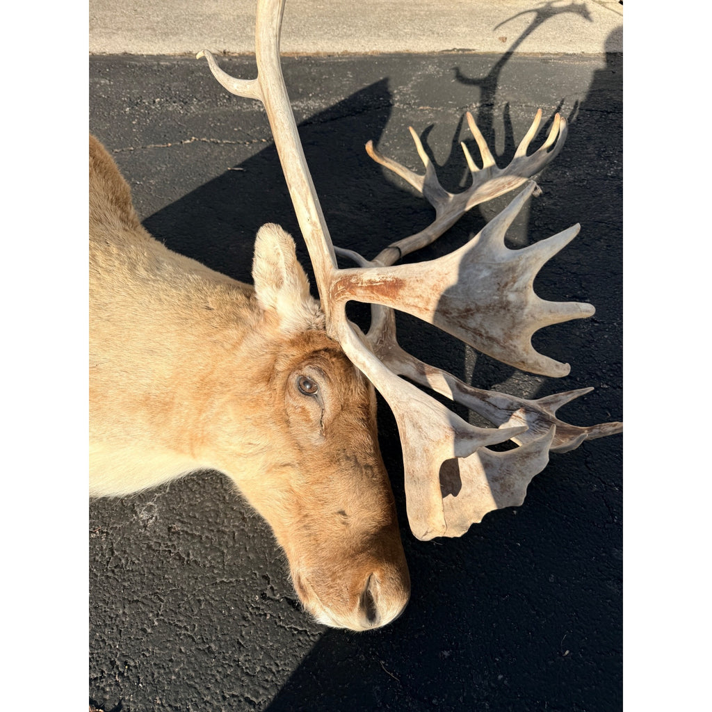 Caribou Mount Taxidermy Shoulder Mount Hunting Cabin Wall Decor