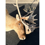 Caribou Mount Taxidermy Shoulder Mount Hunting Cabin Wall Decor