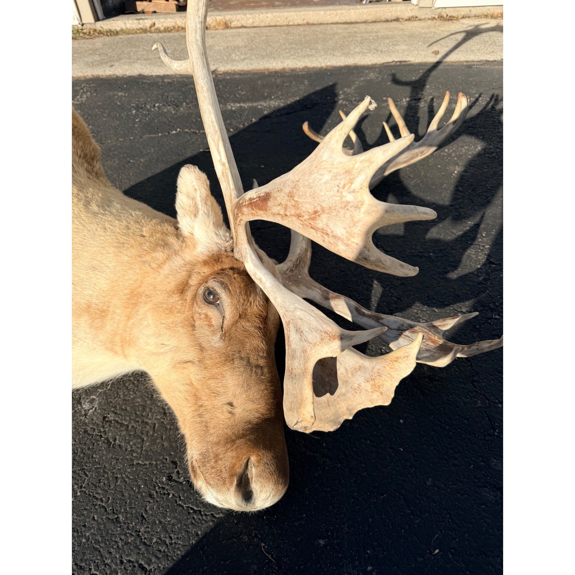 Caribou Mount Taxidermy Shoulder Mount Hunting Cabin Wall Decor