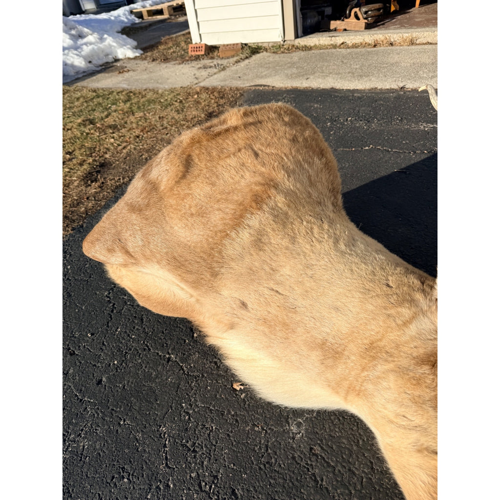 Caribou Mount Taxidermy Shoulder Mount Hunting Cabin Wall Decor