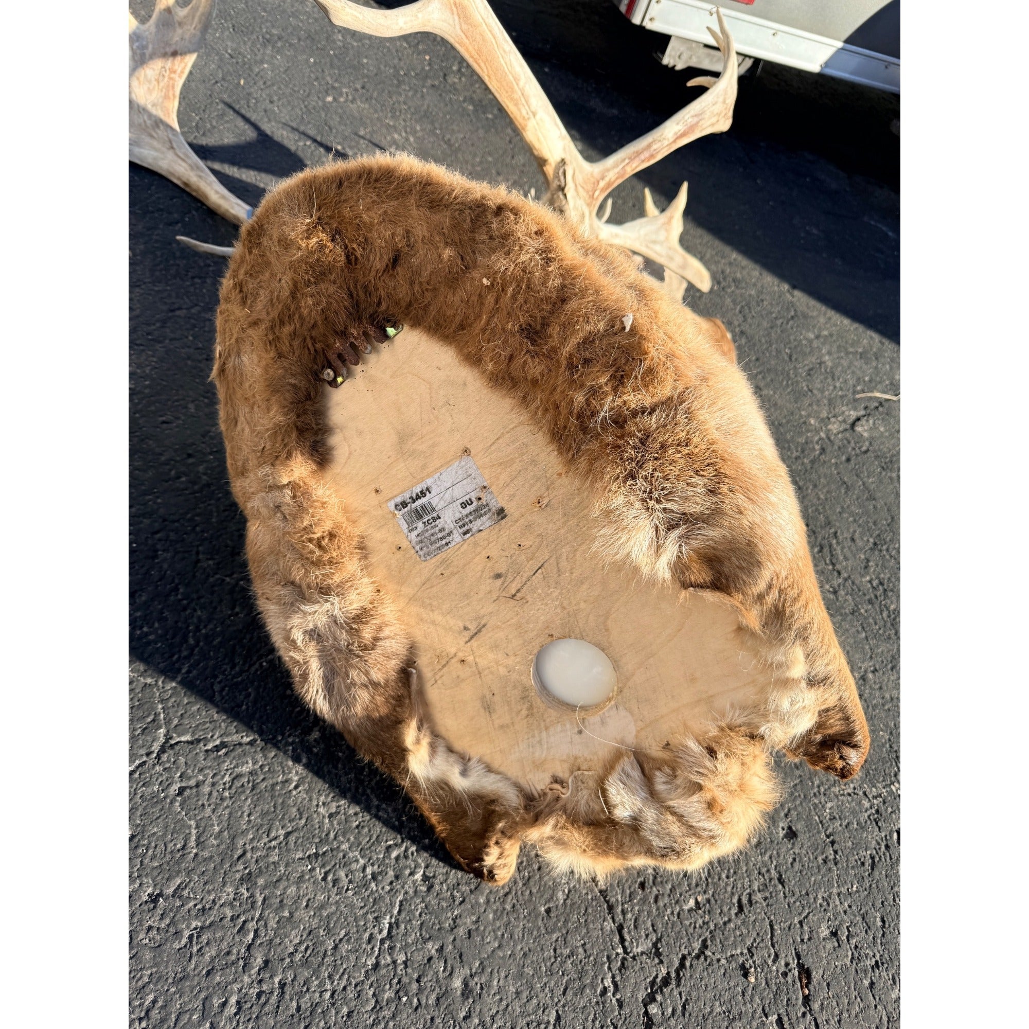 Caribou Mount Taxidermy Shoulder Mount Hunting Cabin Wall Decor